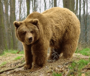Medvék Hevesben és Nógrádban