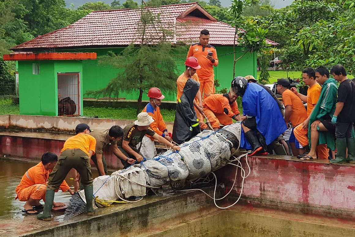 Krokodil végzett egy Indonéz nővel